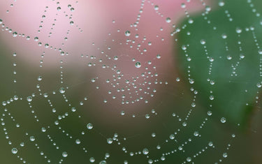 How to use Essential Oils to Repel Spiders