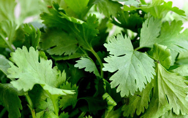 Zoomed in photo of coriander leaves