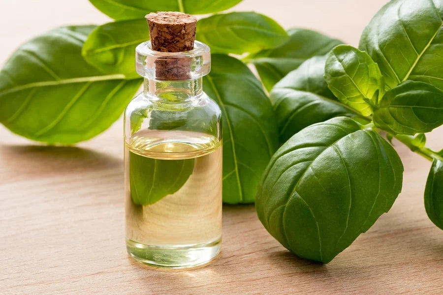 Best Health Benefits of Sweet Basil Essential Oil