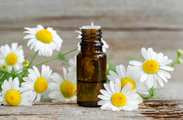 Chamomile essential oil benefits hotsell