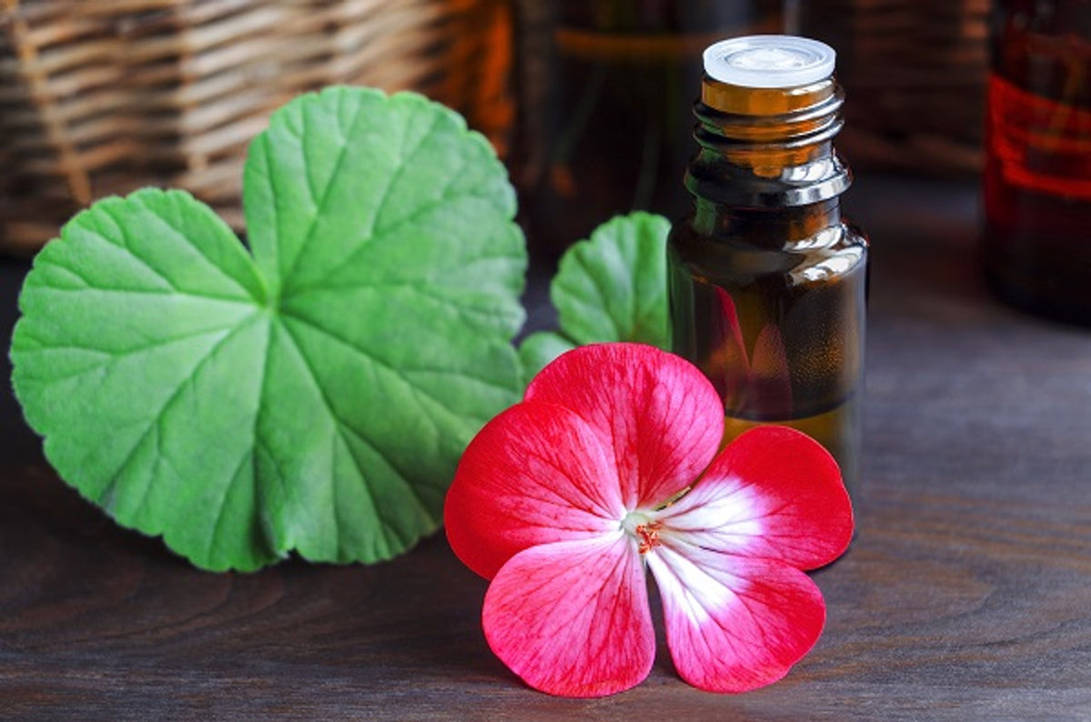 Rose Geranium Essential Oil Powerful Hormonal & Emotional Balance