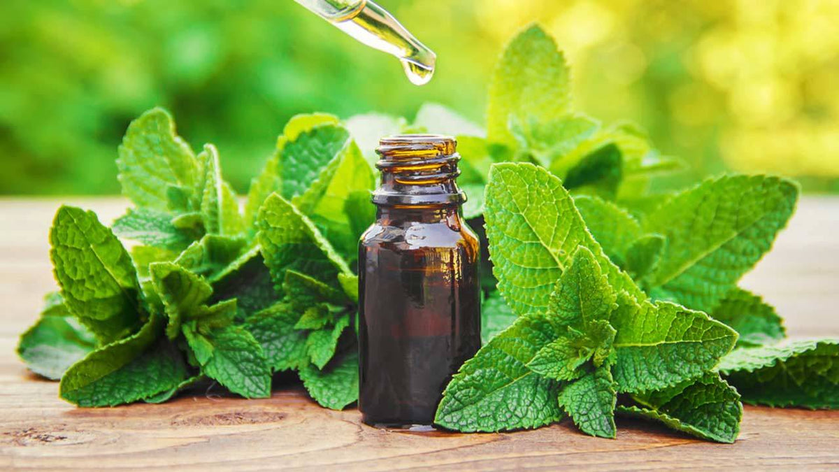Plant Therapy's 10 Best Essential Oils for Winter