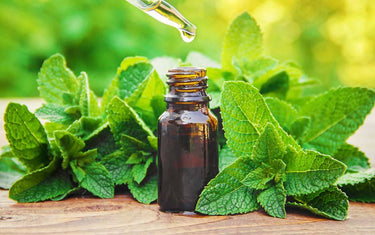 Peppermint oil 10ml with peppermint leaves around it