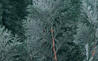 Zoomed in picture of fir needle branch.