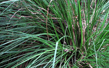 Green vetiver plant