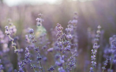 Lavender in field 