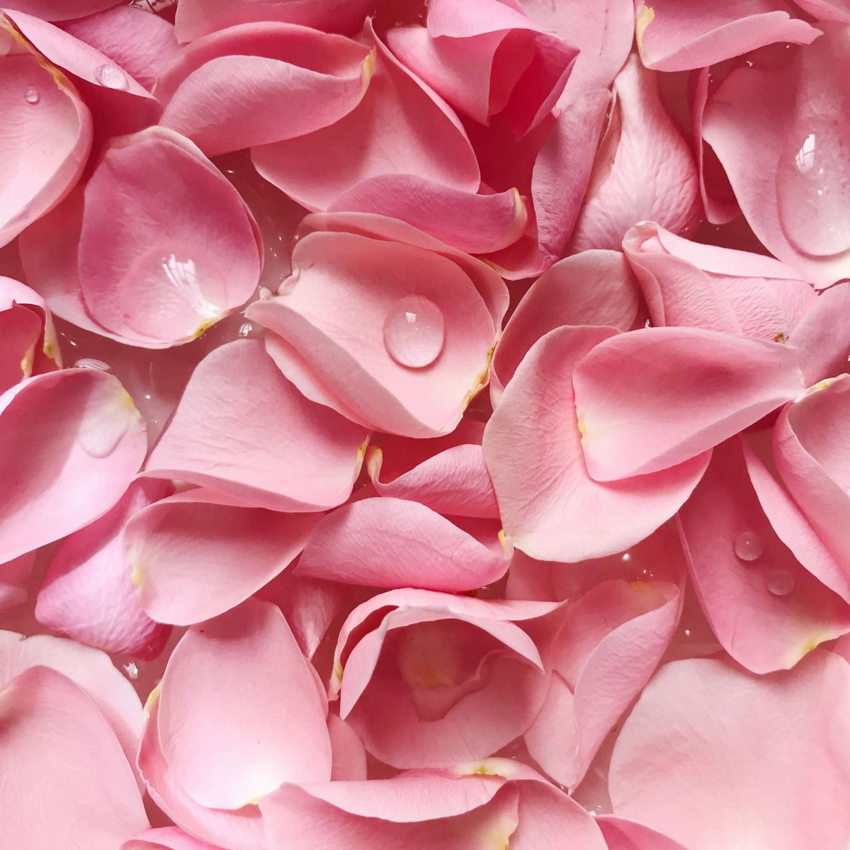 Rose Diffuser Blends (9 Rose Oil Recipes), Recipe