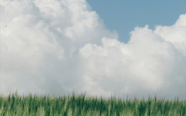 Cooling Essential Oils for Hot Summer Days