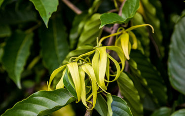 Ylang ylang flowers in amongst ylang leaves and branches