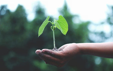Gardening Naturally: How Essential Oils Can Help Your Garden