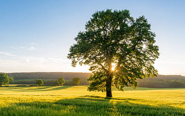 Guide to Summer 2024 Fragrance Oil Trends