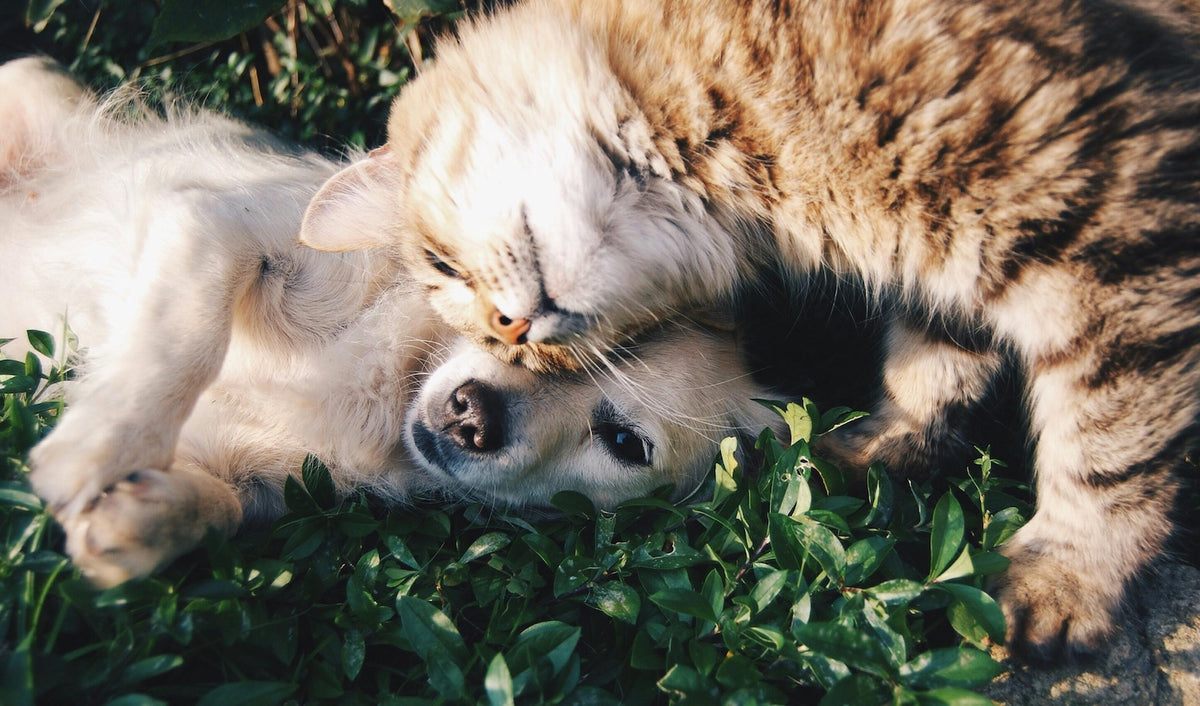 Cat friendly spider repellent best sale