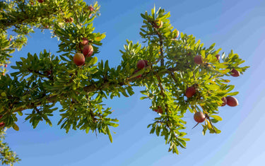 Argan tree sprouting fruit. 