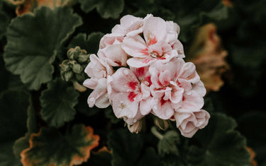 Benefits and Uses of Rose Geranium Oil
