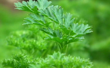 Benefits and Uses of Parsley Seed Oil
