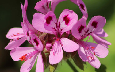 Zoomed in picture of pink Rose Geranium flowers.