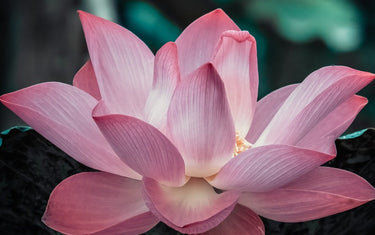 Pink ltus flower with green leaves.