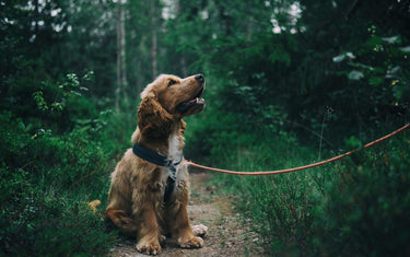 Dog on a lead in a forest