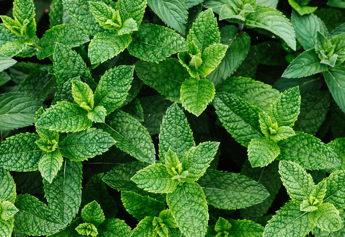 Does Peppermint Oil Repel Mice? How to Use It Nikura