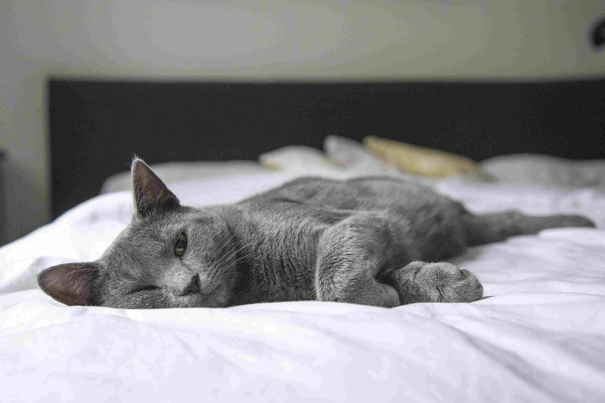 Lavender Oil for Cats: Is it Safe? | Nikura