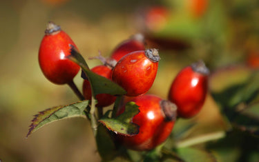 Rosehip fruits on a bush.