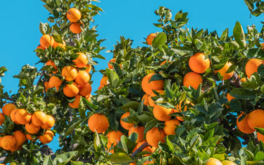 Orange tree in the sun with a blue background