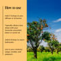 Orange Tree Essential Oil Blend