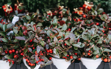 The red berries of wintergreen.