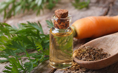 10 Benefits and Uses of Carrot Seed Oil