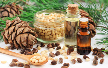 Bottles of cedarwood oil next to its nuts, pine cones and leaves