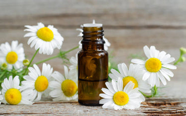 10 Benefits and Uses of Chamomile Oil