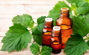 Three amber glass bottles with patchouli oil next to patchouli leaves