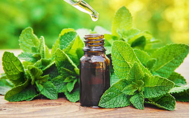 10 Benefits and Uses of Peppermint Oil