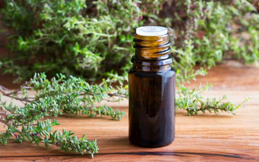 Pure Thyme Essential Oil Uses and Benefits