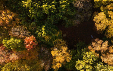 Overhead view of a rosewood forest