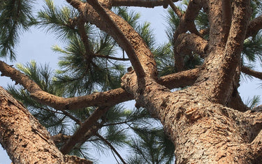 Maritime pine tree trunk on blue sky background