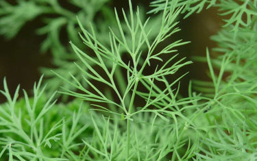 Dill leaves.