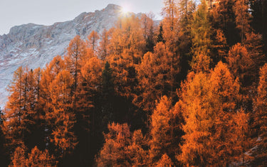 Orange and brown trees in mountainous area.