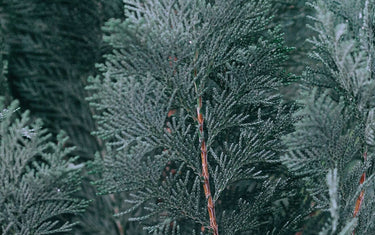 Zoomed in picture of fir needle branch. 