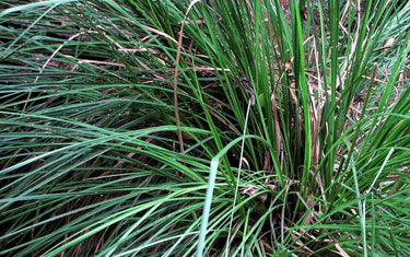 Green vetiver plant 