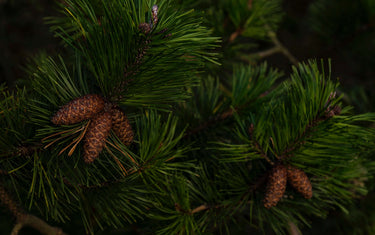 Black spruce plant.