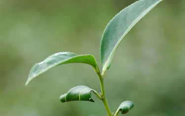 Zoomed in piocture of the lemon tea tree plant.