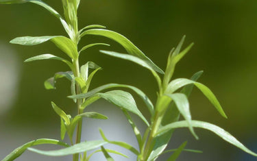 Tarragon Plant close up