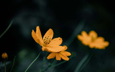 Sri Lankan yellow flower at night