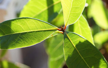 Bay Laurel plant in the sun.