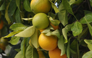 Citrus fruit of the petitgrain tree (Orange Bitter tree)