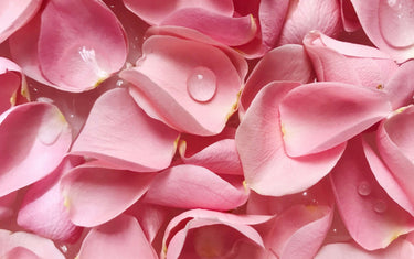 Pink rose petals with a water droplet. 