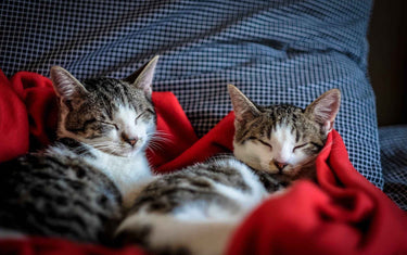 two cats sleeping in a red blanket