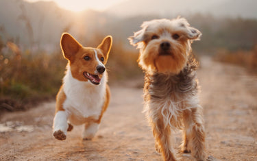 Two dogs running along a dirt path