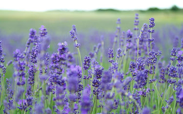 Field of lavender with lots of green and purple